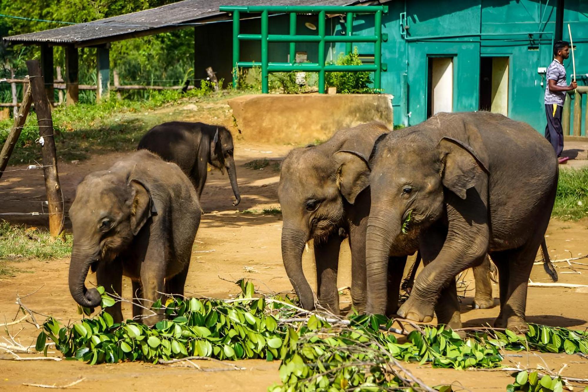 Little Ele Safari Lodge Удавалаве Екстериор снимка
